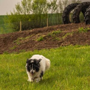 Dog Walking Booking